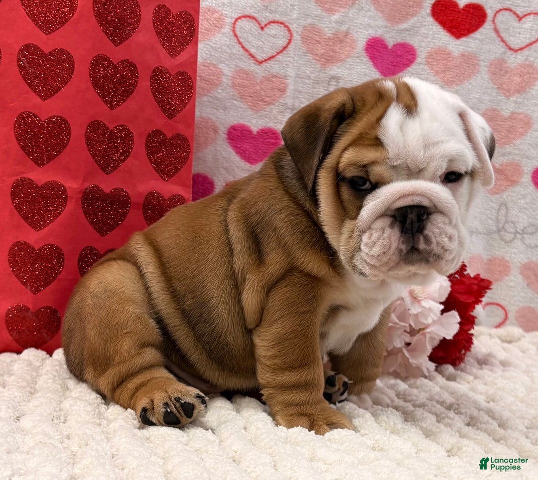 English Bulldog dogs for sale: Tammy - Ad 5
