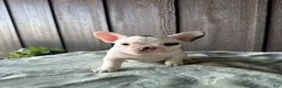 French Bulldog dogs for sale: Bessie - Ad 2