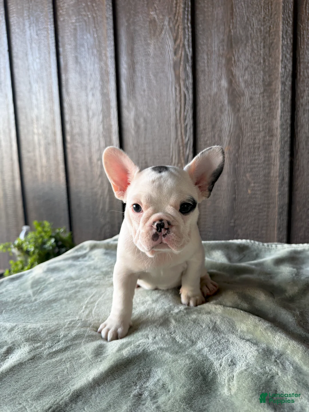 French Bulldog dogs for sale: Bessie - Ad 2
