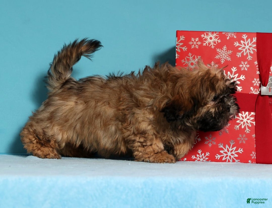 Teddy Bear dogs for sale: Carol - Ad 3