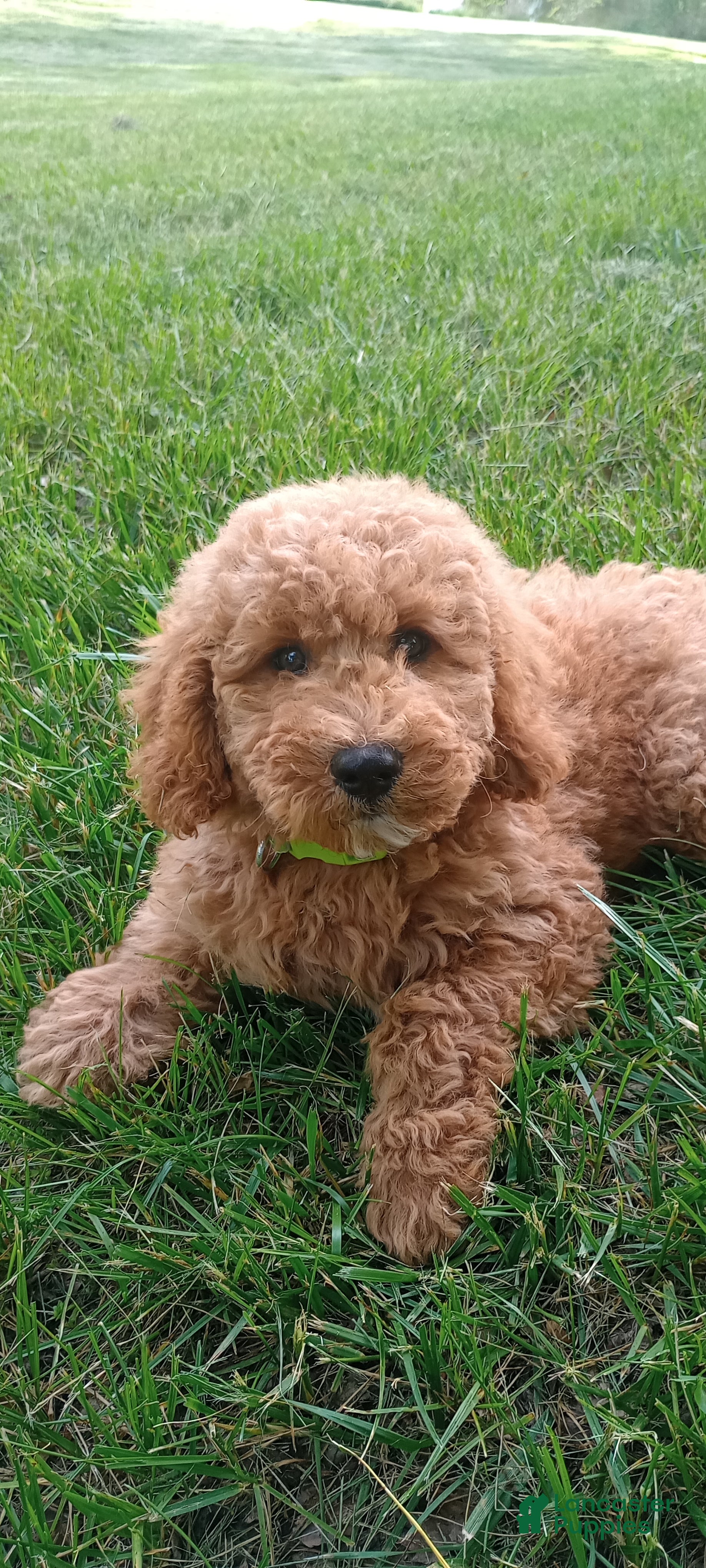 Mini Goldendoodle dogs Peter Mini Goldendoodle Puppy 1 - Ad 1