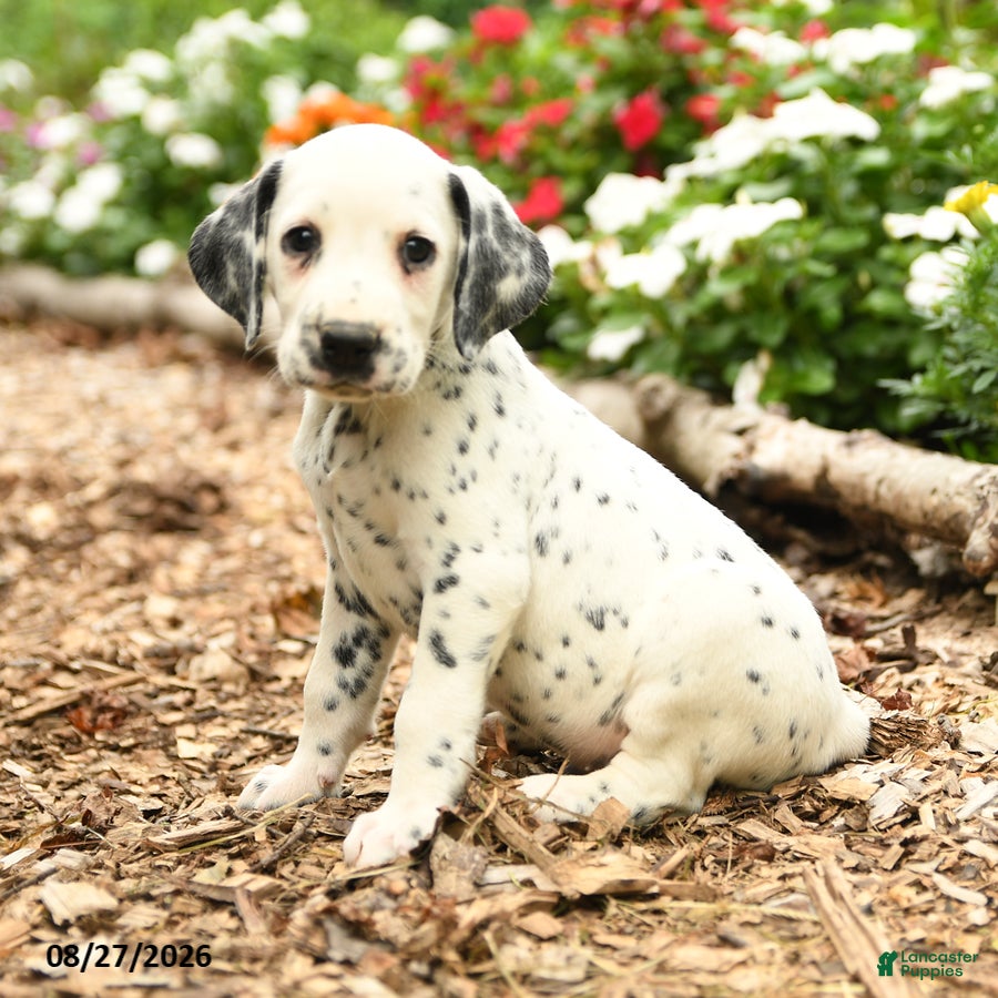 Dalmatian dogs Milo - Ad 2