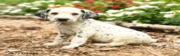 Dalmatian dogs for sale: Milo - Ad 2