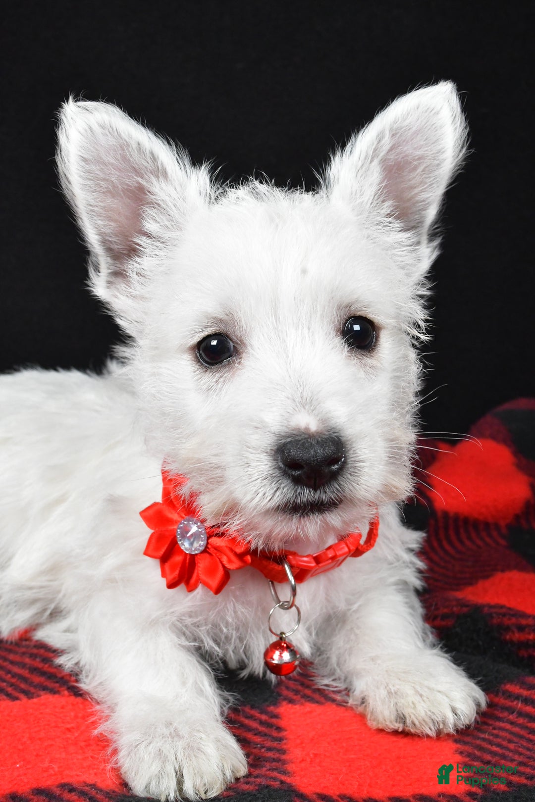 West Highland Terrier dogs for sale: Eva - Ad 10