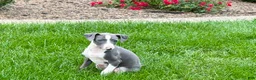 Italian Greyhound dogs for sale: Connor  - Ad 3
