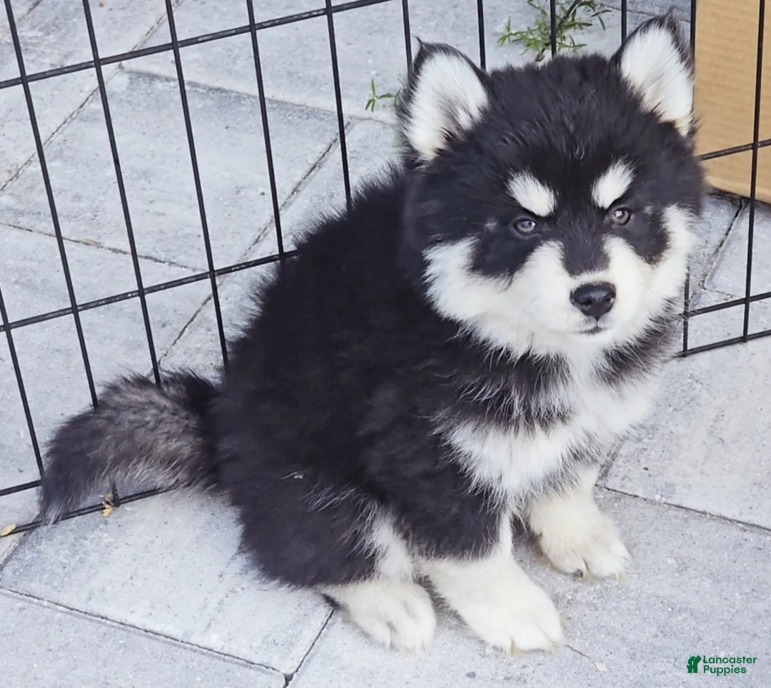 Pomsky dogs for sale: Bear - Ad 3