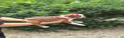 Boston Terrier dogs for sale: Boston Terrier 1 - Ad 3