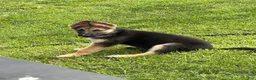 German Shepherd dogs for sale: German Shepherd 1 - Ad 1