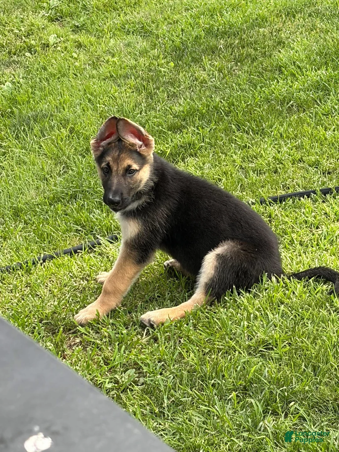 German Shepherd dogs for sale: German Shepherd 1 - Ad 1