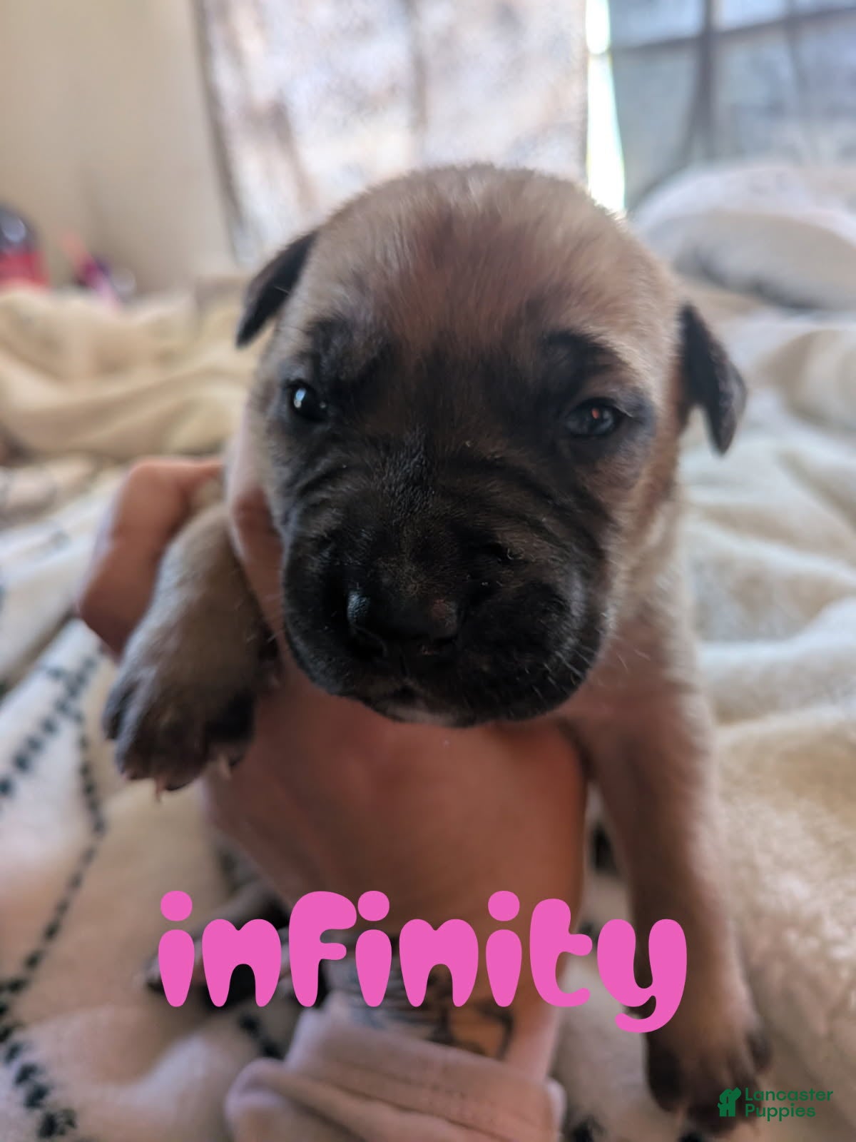 Mixed Breed dogs Infinity - Ad 1