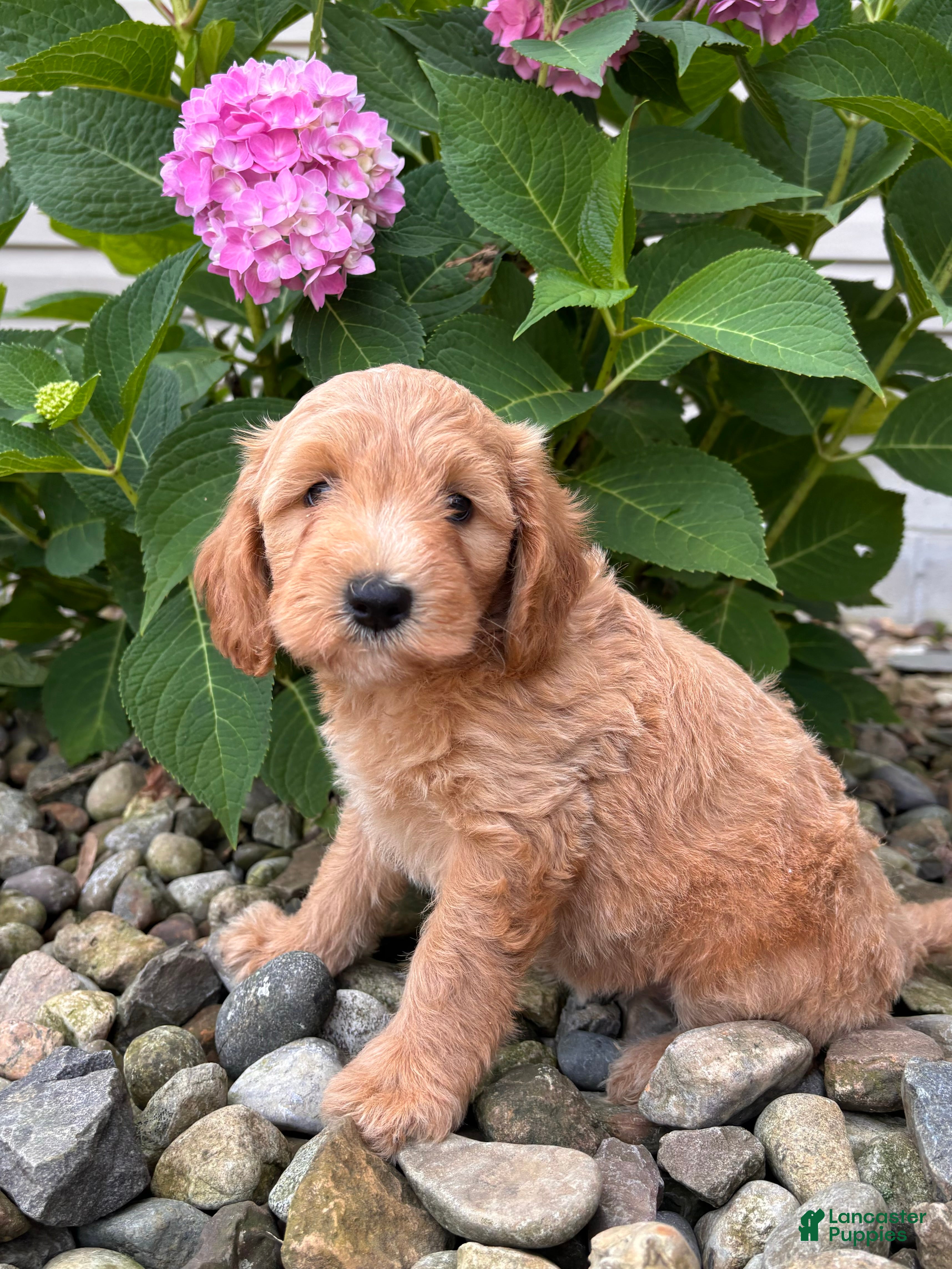 Whoodle dogs Mini California (Callie) - Ad 2