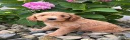 Whoodle dogs for sale: Mini California (Callie) - Ad 2