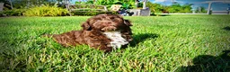 Havapoo dogs for sale: Chewy - Ad 17