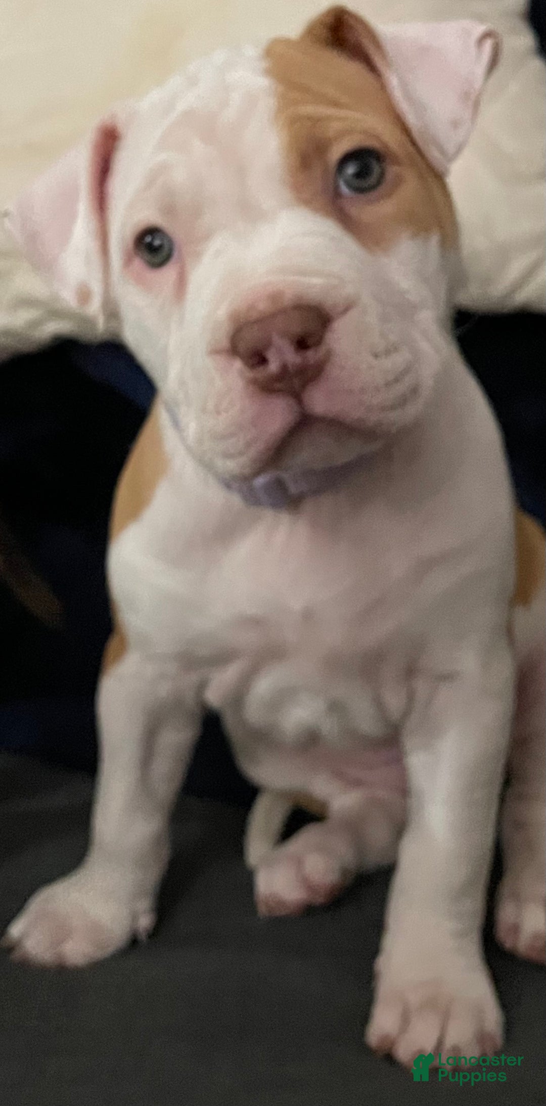 American Bully dogs for sale: American Bully Puppy 1 - Ad 3