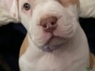 American Bully dogs American Bully Puppy 1 - Ad 40