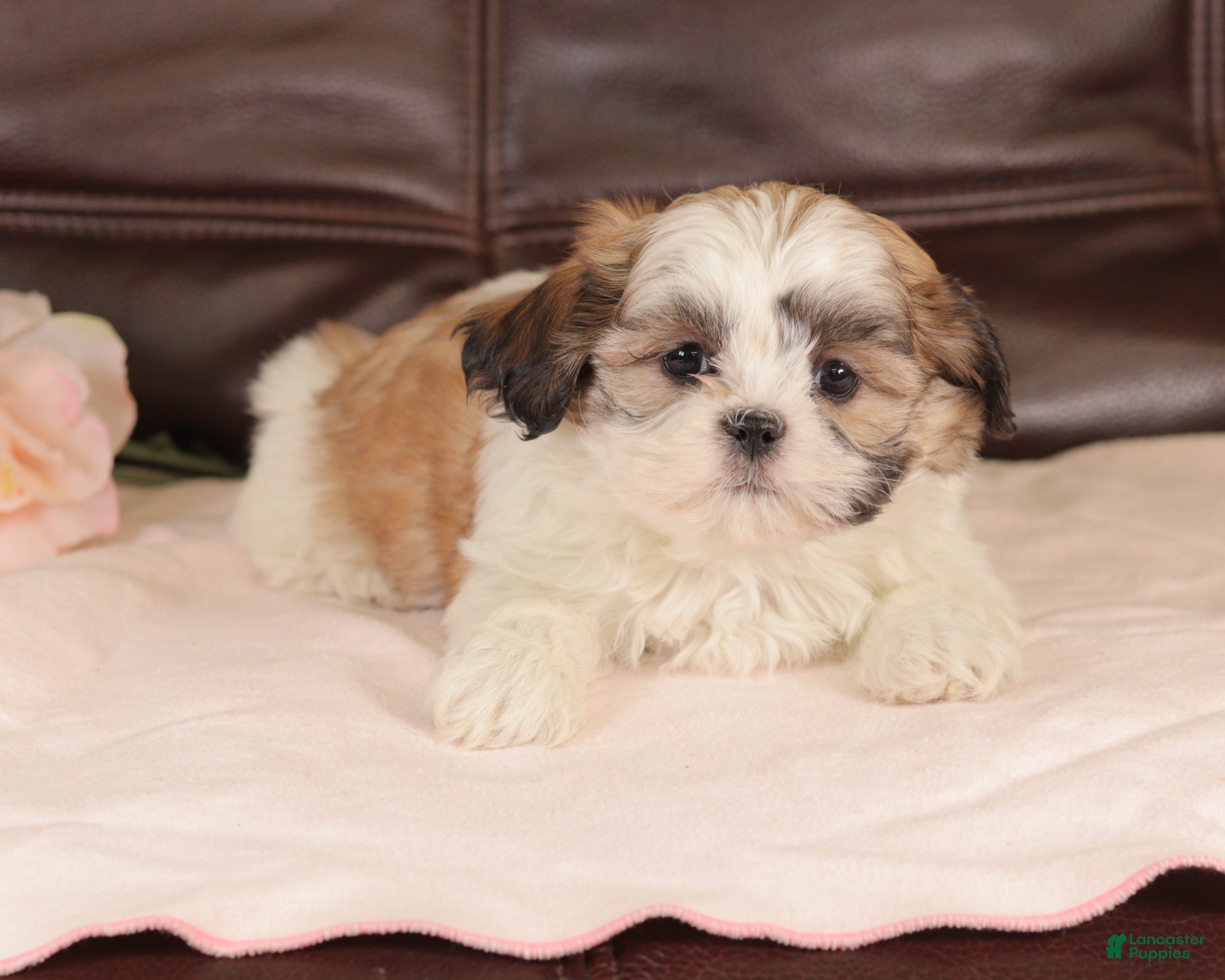 Mixed Breed dogs Trudy - Ad 40