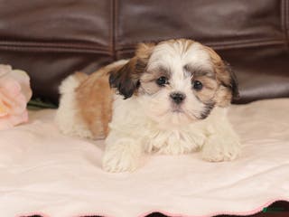 Mixed Breed dogs Trudy - Ad 42