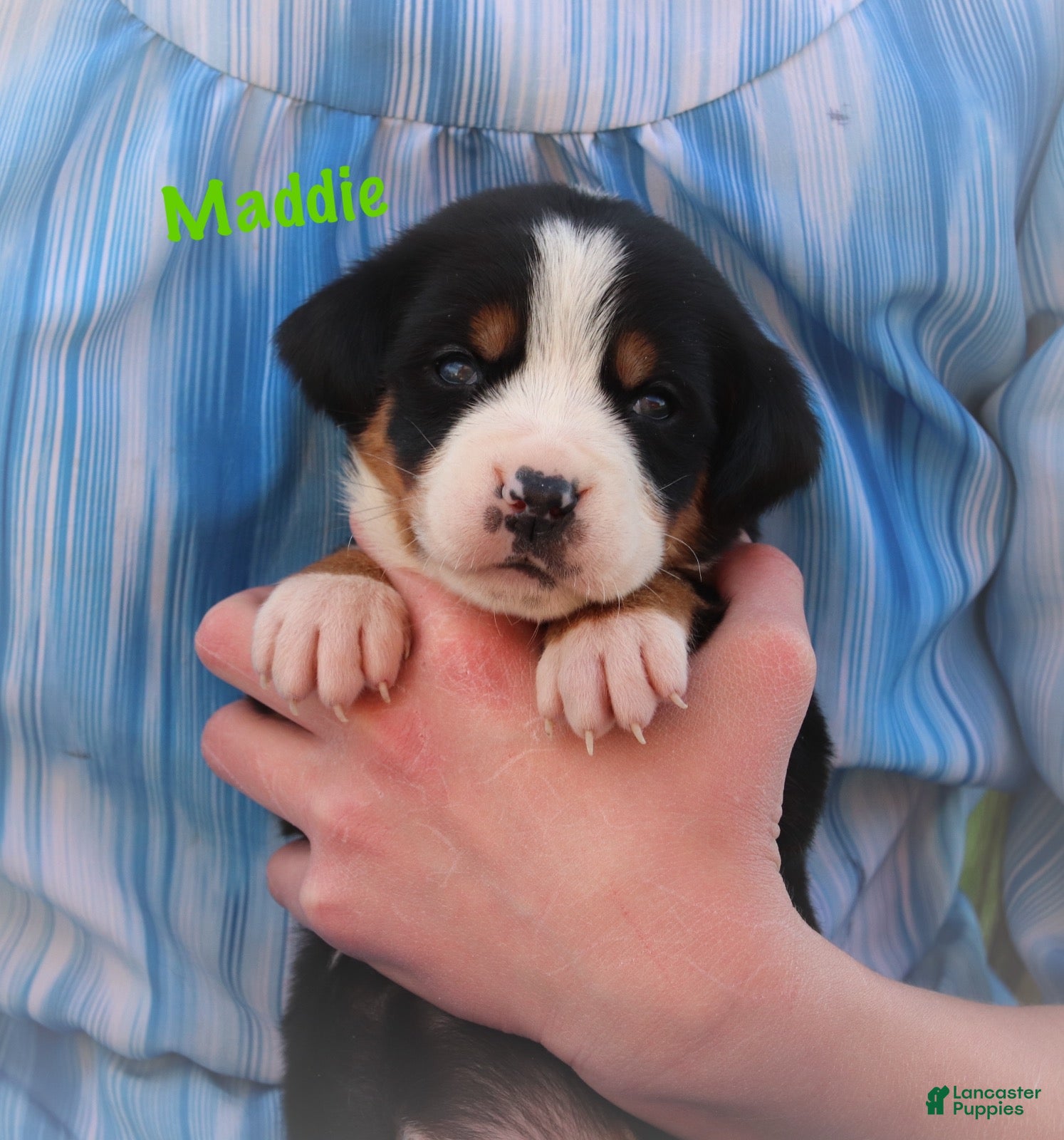 Greater Swiss Mountain Dog dogs Greater Swiss Mountain Dog Puppy 4 - Ad 1