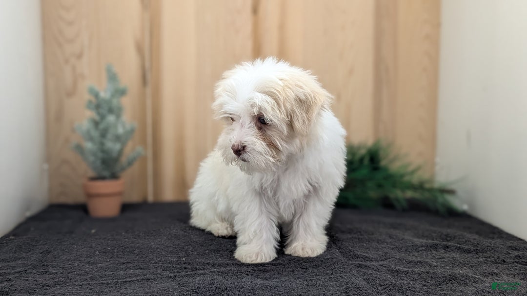 Havanese dogs for sale: Macy - Ad 6