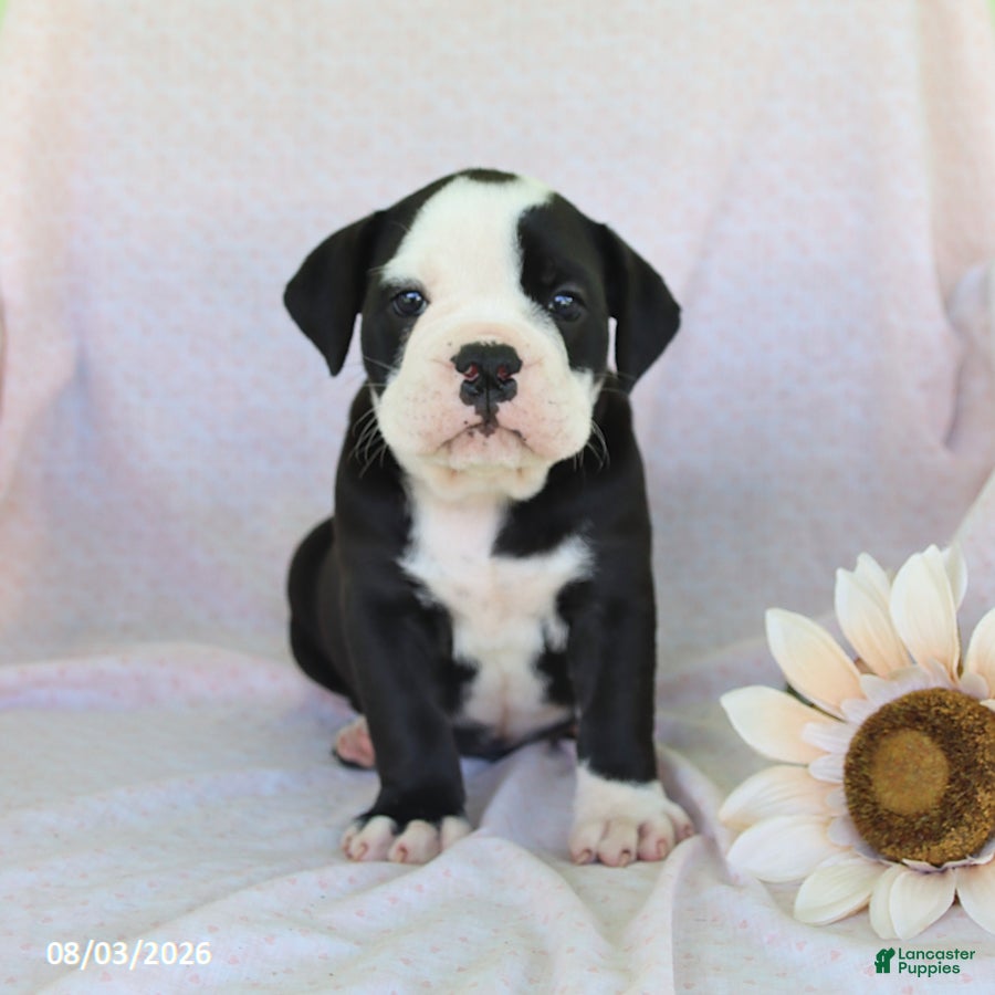 Olde English Bulldogge dogs Remi  - Ad 1