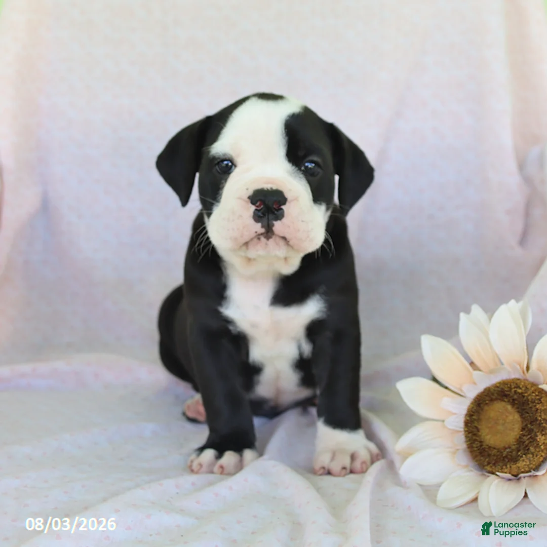 Olde English Bulldogge dogs for sale: Remi  - Ad 1