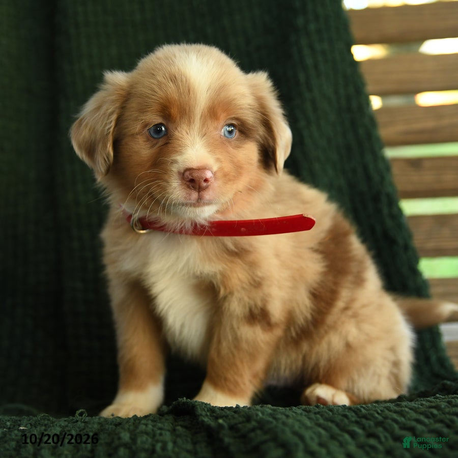 Miniature Australian Shepherd dogs Birch - Ad 1