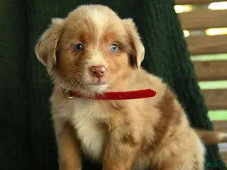 Miniature Australian Shepherd dogs Birch - Ad 1