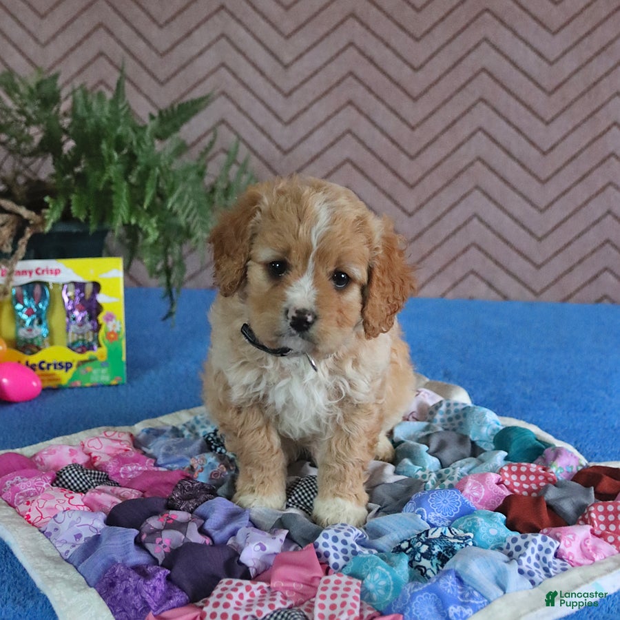 Cavapoo dogs Smartie - Ad 2
