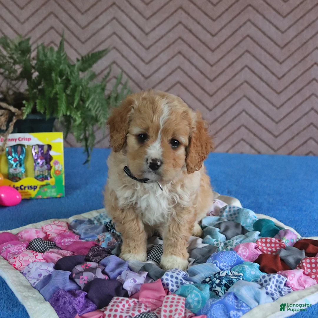 Cavapoo dogs for sale: Smartie - Ad 2