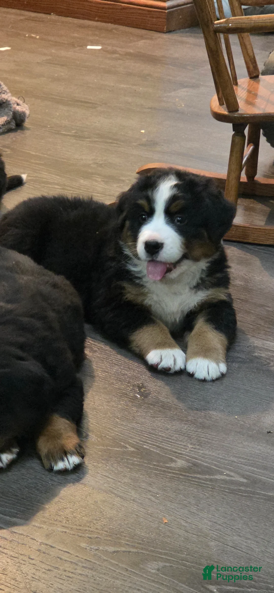 Bernese Mountain Dog dogs for sale: Bernese Mountain Dog Puppy 4 - Ad 1