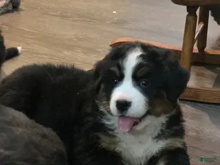 Bernese Mountain Dog dogs for sale: Bernese Mountain Dog Puppy 4 - Ad 1