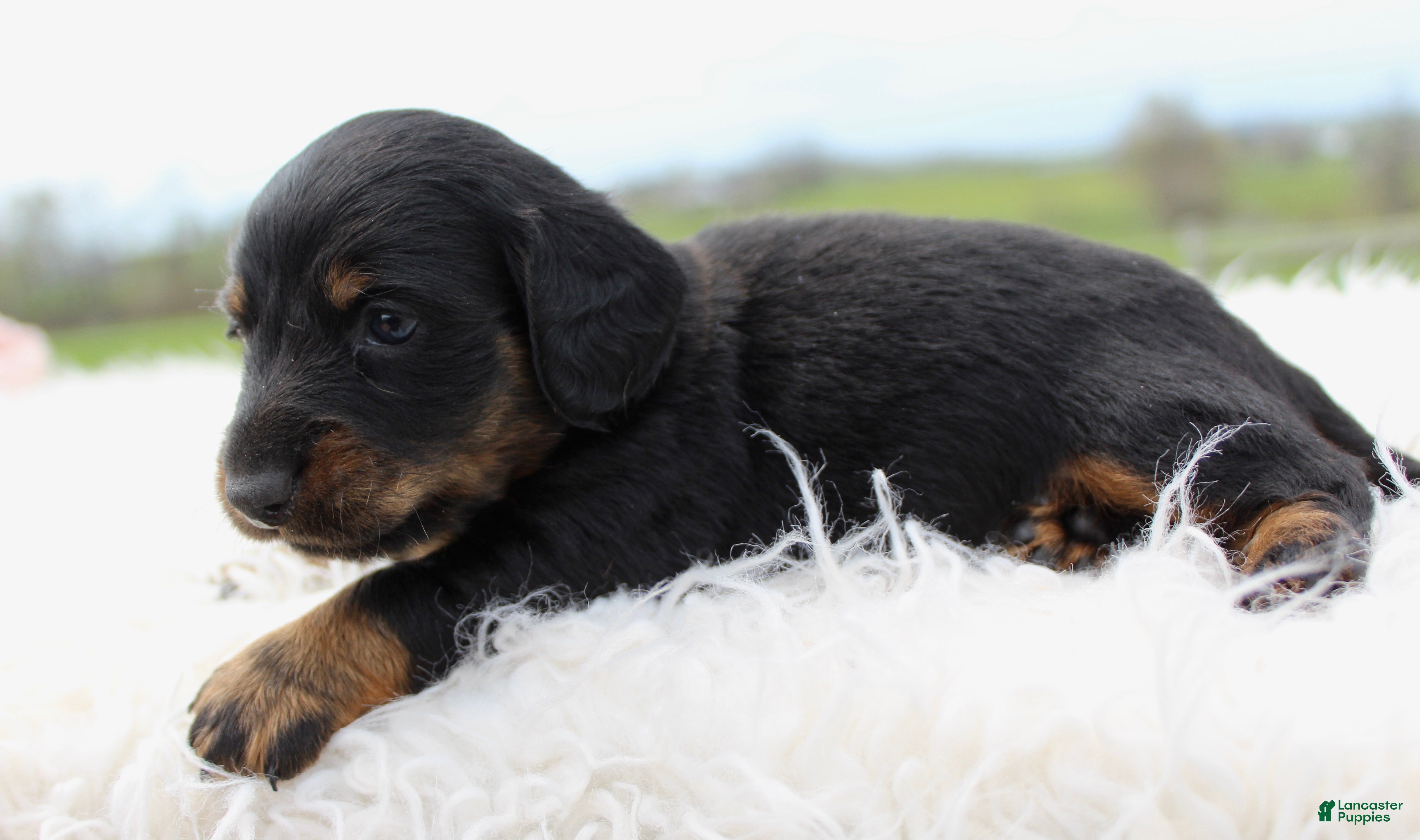 Miniature Dachshund dogs Mini Dachshund Boy 1 - Ad 6