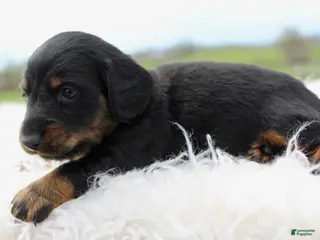 Miniature Dachshund dogs Mini Dachshund Boy 1 - Ad 6