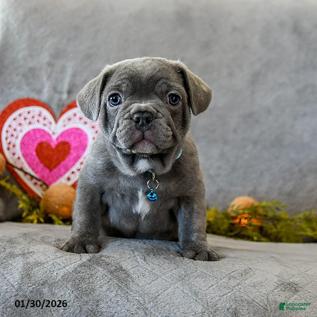 French Bulldog dogs for sale: Wilbur - Ad 3