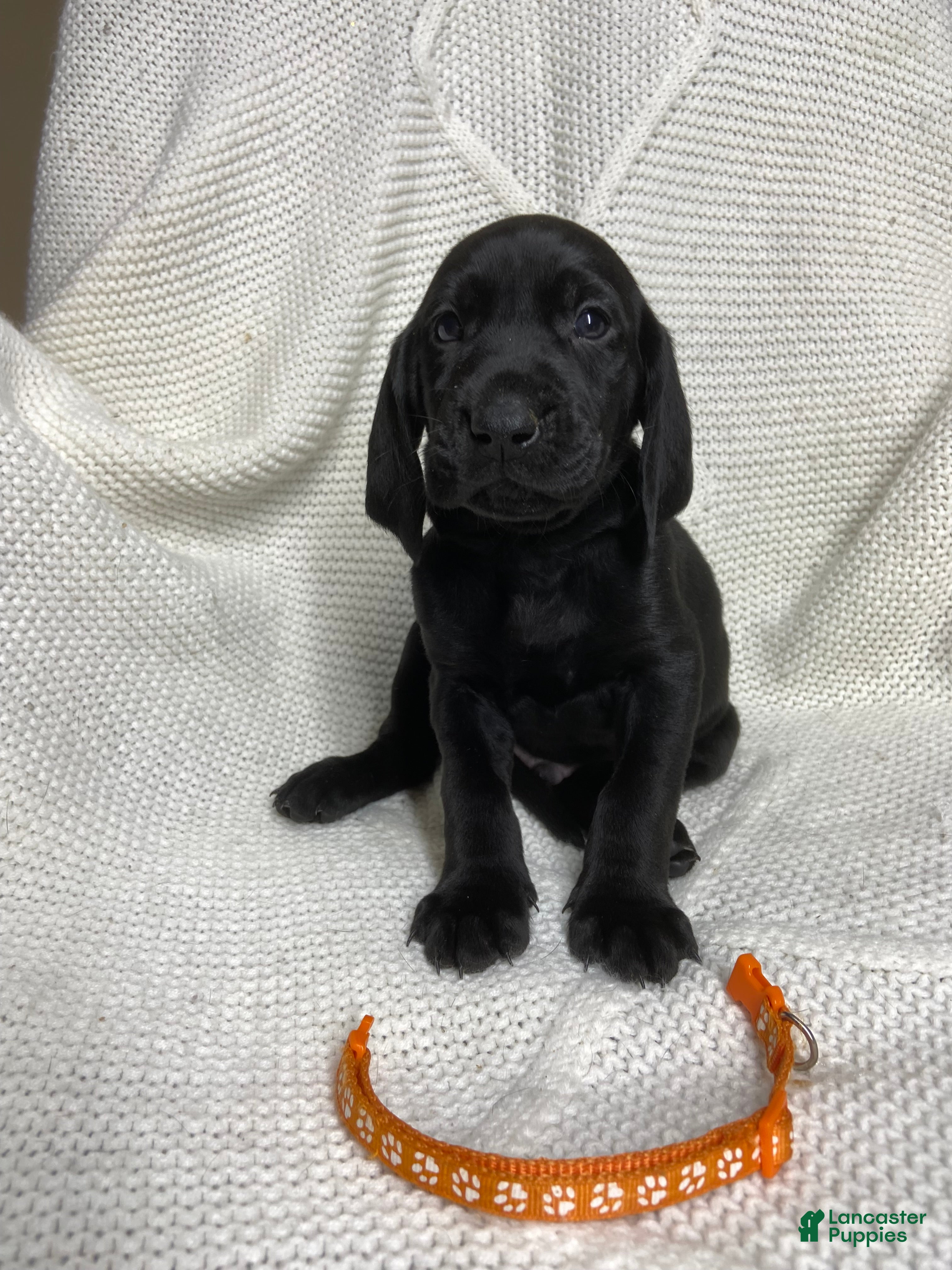 Mixed Breed dogs Mixed Breed Puppy 1 - Ad 42