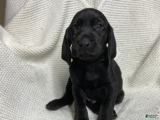 Mixed Breed dogs Mixed Breed Puppy 1 - Ad 42