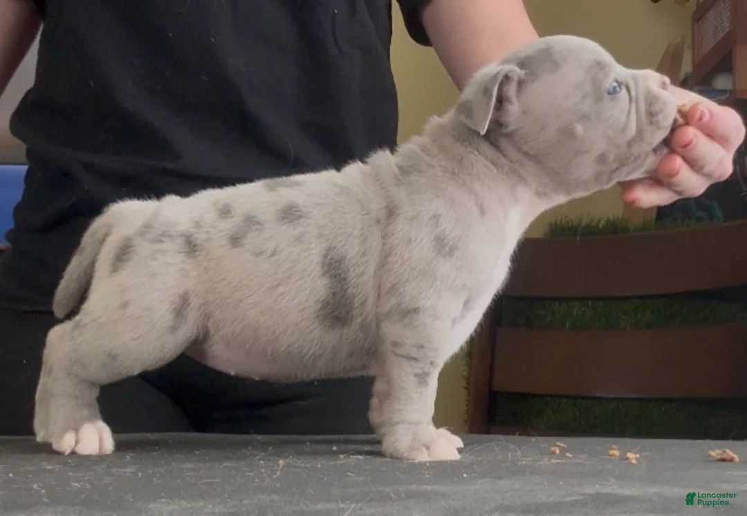 American Bully dogs for sale: Blue Merle Female  - Ad 3