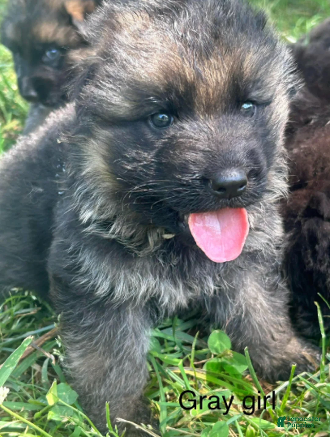 German Shepherd dogs for sale: Gray Girl - Ad 1