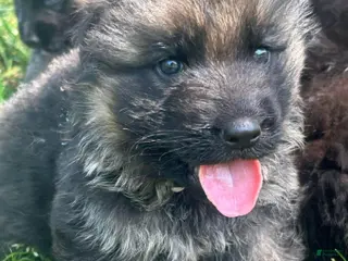 German Shepherd dogs for sale: Gray Girl - Ad 2