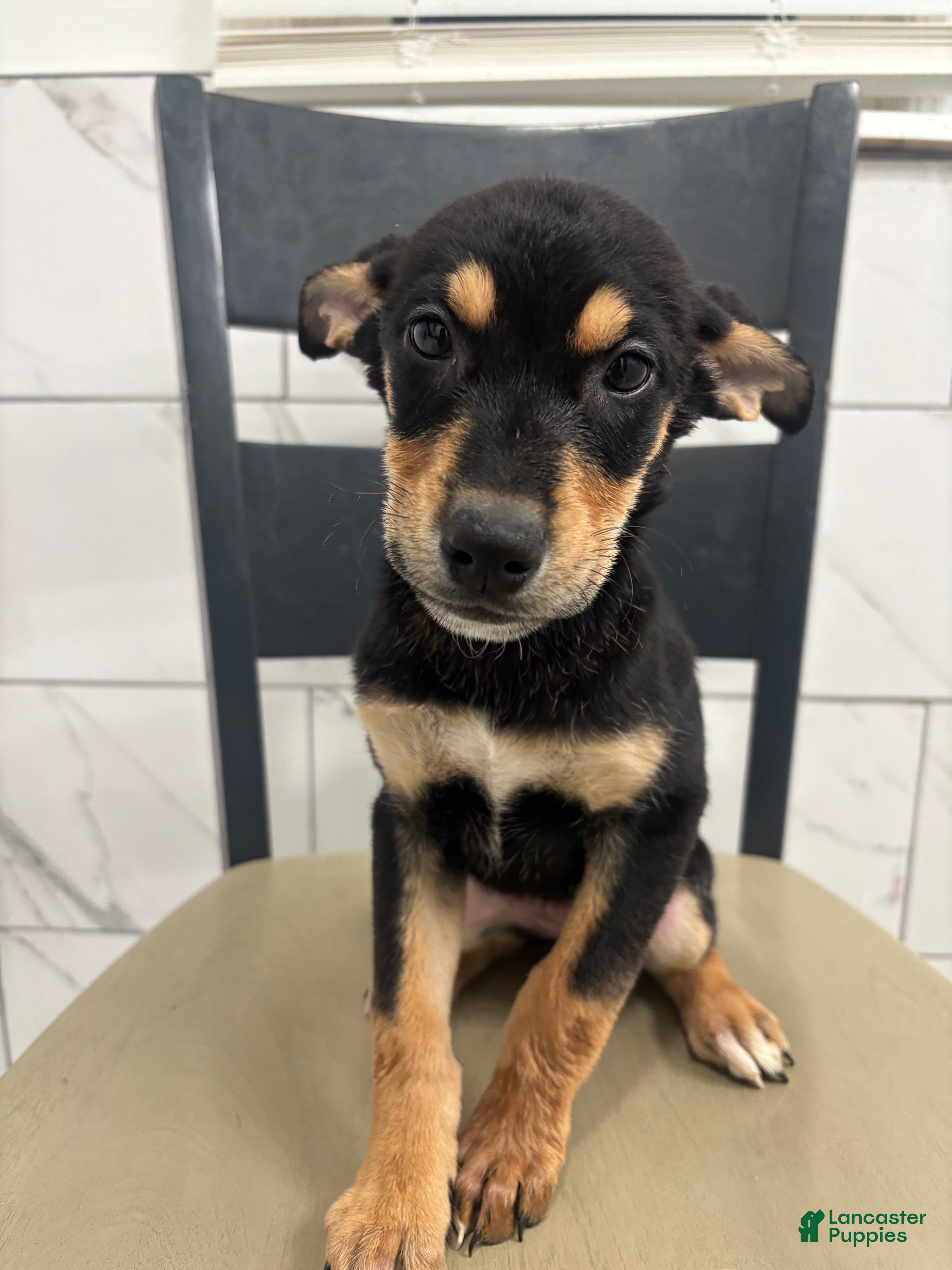 Mixed Breed dogs Mixed Breed Puppy 8 - Ad 35