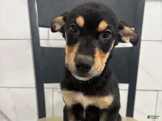 Mixed Breed dogs Mixed Breed Puppy 8 - Ad 35