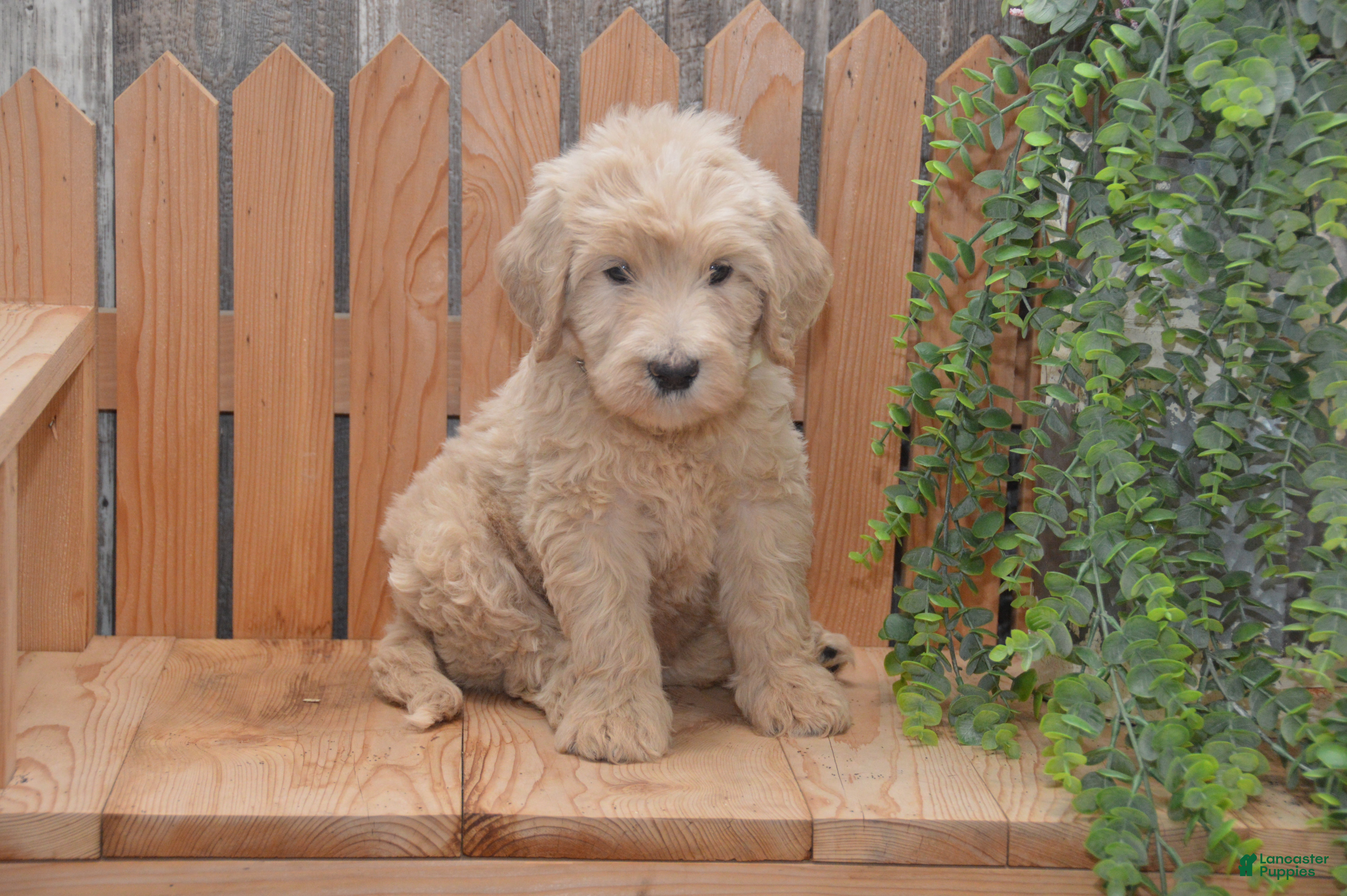 Goldendoodle dogs Skyler - Ad 1