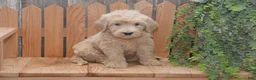 Goldendoodle dogs for sale: Skyler - Ad 1