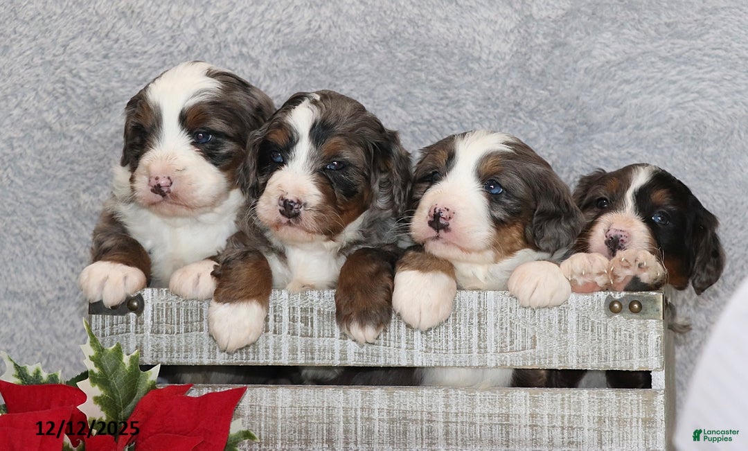 Mini Bernedoodle dogs for sale: Brady - Ad 7