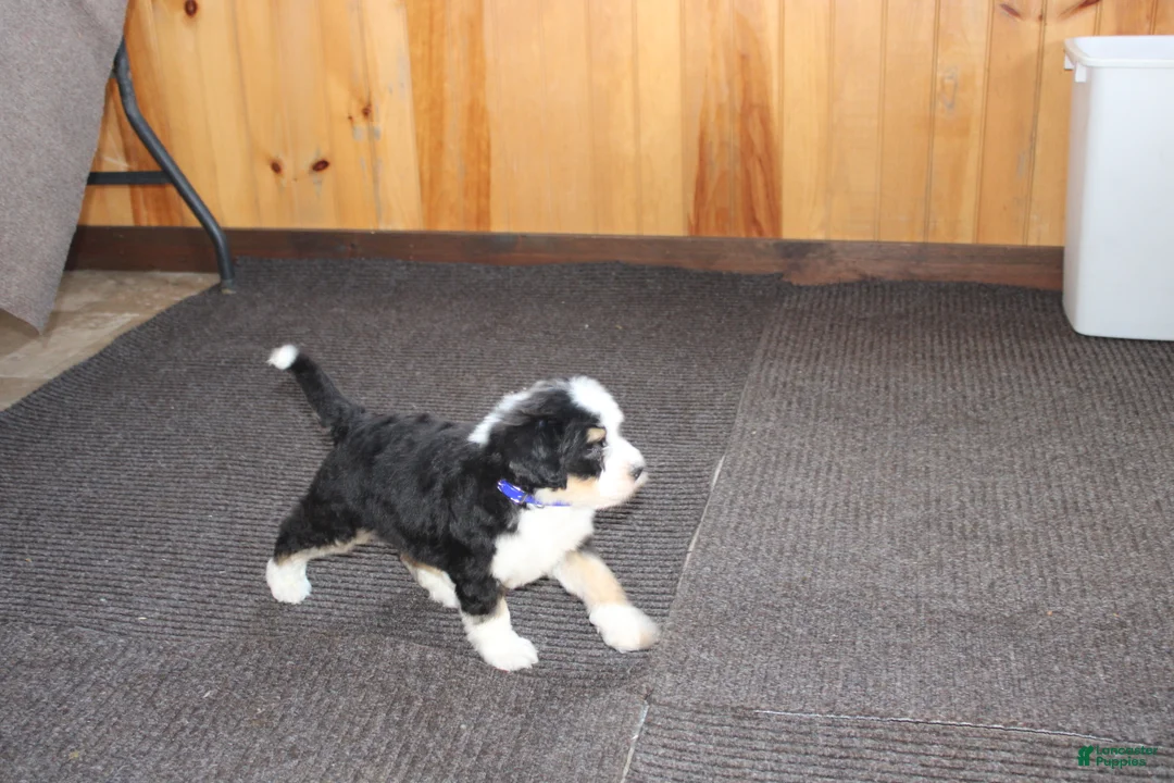 Bernedoodle dogs for sale: Spiderman - Ad 6