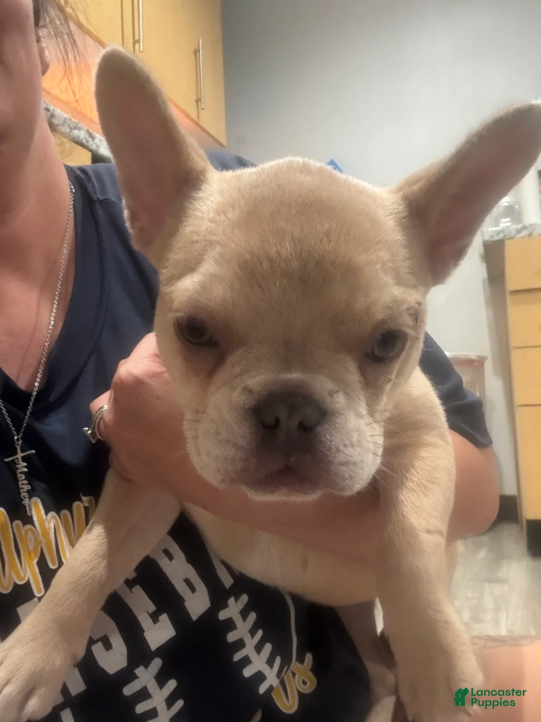 French Bulldog dogs for sale: Liberty - Ad 2