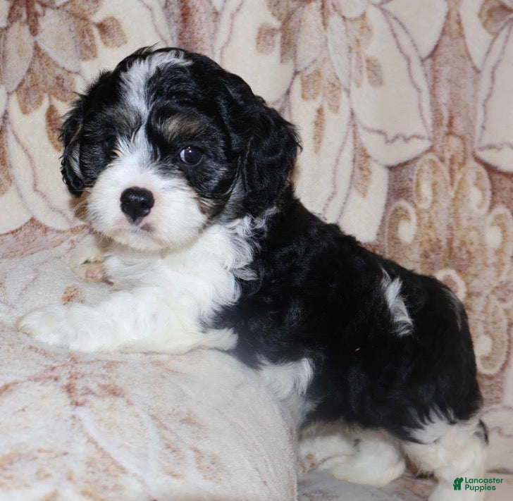Cavapoo dogs Scott - Ad 1