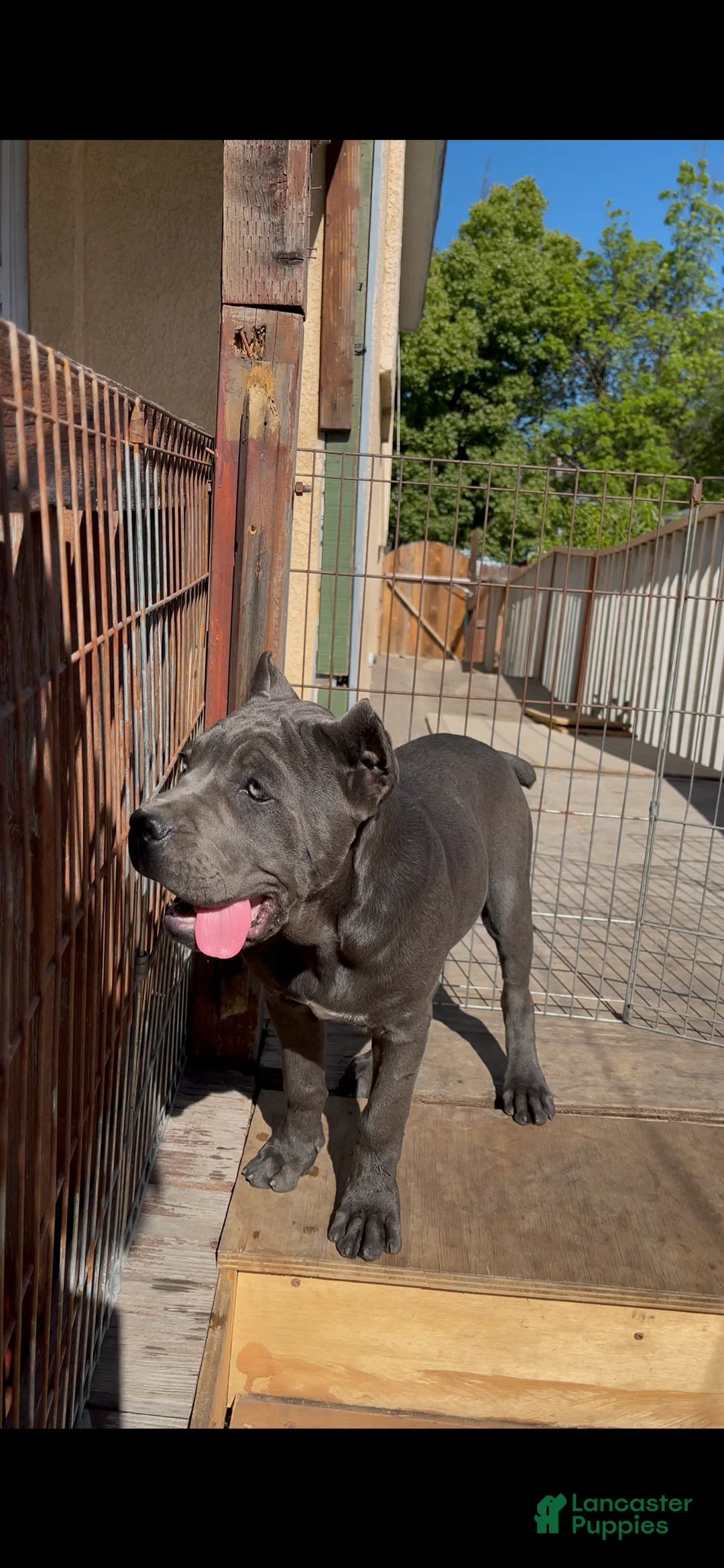 Cane Corso dogs for sale: Blue blue - Ad 1