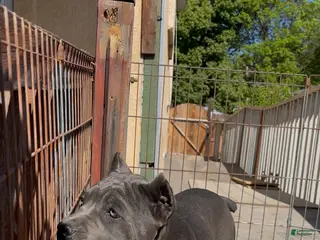 Cane Corso dogs for sale: Blue blue - Ad 3