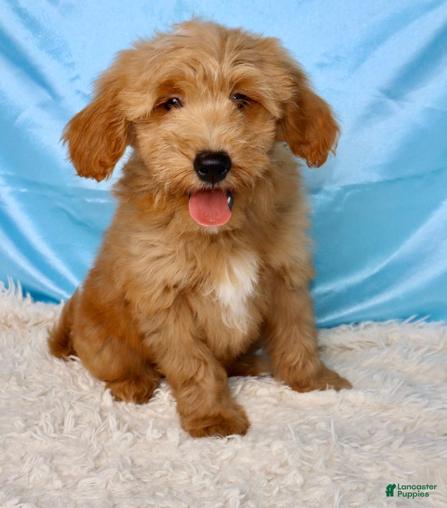 Mini Goldendoodle dogs for sale: 🐶Bentley❤️ - Ad 2
